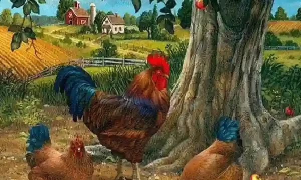 Panduan Pemasaran Produk Ayam Broiler Organik